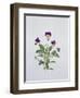 Viola Tricolor, 1999-Ruth Hall-Framed Giclee Print