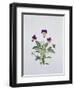 Viola Tricolor, 1999-Ruth Hall-Framed Giclee Print