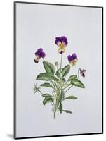 Viola Tricolor, 1999-Ruth Hall-Mounted Giclee Print
