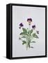 Viola Tricolor, 1999-Ruth Hall-Framed Stretched Canvas