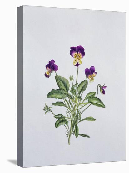 Viola Tricolor, 1999-Ruth Hall-Stretched Canvas