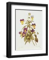 Viola Tricolour-Pierre-Joseph Redouté-Framed Giclee Print