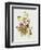 Viola Tricolour-Pierre-Joseph Redouté-Framed Giclee Print