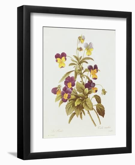 Viola Tricolour-Pierre-Joseph Redouté-Framed Giclee Print