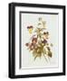 Viola Tricolour-Pierre-Joseph Redouté-Framed Giclee Print