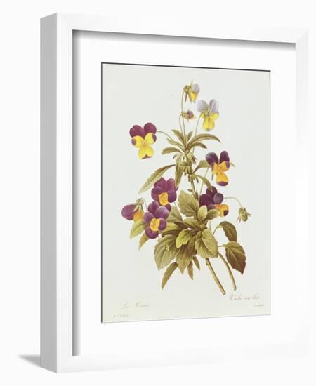 Viola Tricolour-Pierre-Joseph Redouté-Framed Giclee Print
