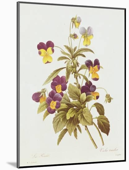 Viola Tricolour-Pierre-Joseph Redouté-Mounted Giclee Print