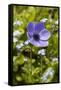 Violet Anemone Flower-Richard T. Nowitz-Framed Stretched Canvas