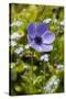 Violet Anemone Flower-Richard T. Nowitz-Stretched Canvas