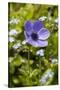 Violet Anemone Flower-Richard T. Nowitz-Stretched Canvas