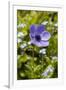 Violet Anemone Flower-Richard T. Nowitz-Framed Photographic Print