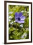 Violet Anemone Flower-Richard T. Nowitz-Framed Photographic Print