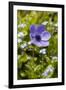 Violet Anemone Flower-Richard T. Nowitz-Framed Photographic Print