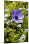 Violet Anemone Flower-Richard T. Nowitz-Mounted Photographic Print