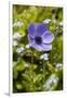 Violet Anemone Flower-Richard T. Nowitz-Framed Photographic Print