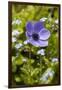 Violet Anemone Flower-Richard T. Nowitz-Framed Photographic Print