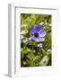 Violet Anemone Flower-Richard T. Nowitz-Framed Photographic Print