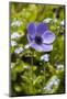 Violet Anemone Flower-Richard T. Nowitz-Mounted Photographic Print