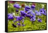 Violet Anemone Flowers Longwood Garden Spring-Richard T. Nowitz-Framed Stretched Canvas