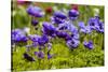Violet Anemone Flowers Longwood Garden Spring-Richard T. Nowitz-Stretched Canvas