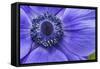 Violet Anemone Flowers Longwood Garden Spring-Richard T. Nowitz-Framed Stretched Canvas