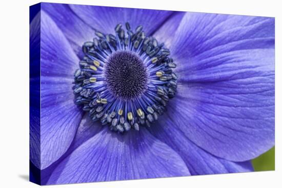 Violet Anemone Flowers Longwood Garden Spring-Richard T. Nowitz-Stretched Canvas