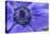 Violet Anemone Flowers Longwood Garden Spring-Richard T. Nowitz-Stretched Canvas