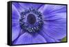 Violet Anemone Flowers Longwood Garden Spring-Richard T. Nowitz-Framed Stretched Canvas