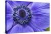 Violet Anemone Flowers Longwood Garden Spring-Richard T. Nowitz-Stretched Canvas