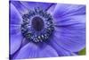 Violet Anemone Flowers Longwood Garden Spring-Richard T. Nowitz-Stretched Canvas