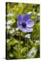 Violet Anemone Flowers Longwood Garden Spring-Richard T. Nowitz-Stretched Canvas