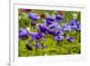 Violet Anemone Flowers Longwood Garden Spring-Richard T. Nowitz-Framed Photographic Print