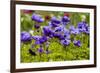 Violet Anemone Flowers Longwood Garden Spring-Richard T. Nowitz-Framed Photographic Print