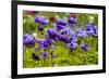 Violet Anemone Flowers Longwood Garden Spring-Richard T. Nowitz-Framed Photographic Print