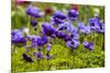 Violet Anemone Flowers Longwood Garden Spring-Richard T. Nowitz-Mounted Photographic Print