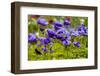 Violet Anemone Flowers Longwood Garden Spring-Richard T. Nowitz-Framed Photographic Print