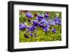 Violet Anemone Flowers Longwood Garden Spring-Richard T. Nowitz-Framed Photographic Print