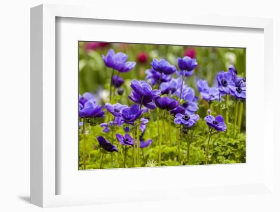 Violet Anemone Flowers Longwood Garden Spring-Richard T. Nowitz-Framed Photographic Print