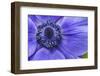 Violet Anemone Flowers Longwood Garden Spring-Richard T. Nowitz-Framed Photographic Print