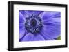 Violet Anemone Flowers Longwood Garden Spring-Richard T. Nowitz-Framed Photographic Print