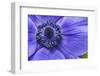 Violet Anemone Flowers Longwood Garden Spring-Richard T. Nowitz-Framed Photographic Print