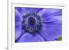 Violet Anemone Flowers Longwood Garden Spring-Richard T. Nowitz-Framed Photographic Print