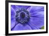 Violet Anemone Flowers Longwood Garden Spring-Richard T. Nowitz-Framed Photographic Print