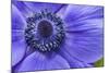 Violet Anemone Flowers Longwood Garden Spring-Richard T. Nowitz-Mounted Photographic Print