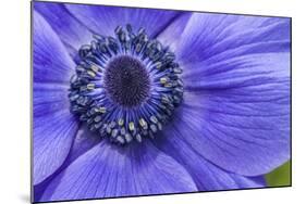 Violet Anemone Flowers Longwood Garden Spring-Richard T. Nowitz-Mounted Photographic Print