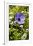 Violet Anemone Flowers Longwood Garden Spring-Richard T. Nowitz-Framed Photographic Print