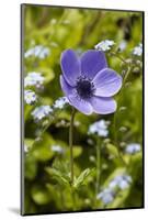 Violet Anemone Flowers Longwood Garden Spring-Richard T. Nowitz-Mounted Photographic Print
