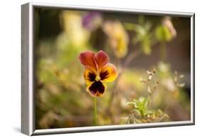 Violet Autumn Garden-Paivi Vikstrom-Framed Photographic Print