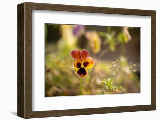 Violet Autumn Garden-Paivi Vikstrom-Framed Photographic Print