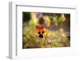 Violet Autumn Garden-Paivi Vikstrom-Framed Photographic Print